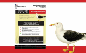 Grippe aviaire - plaquette