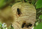 Lutte contre le frelon asiatique pour protéger nos abeilles