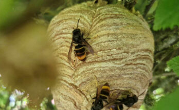 Frolon asiatique (Amance)