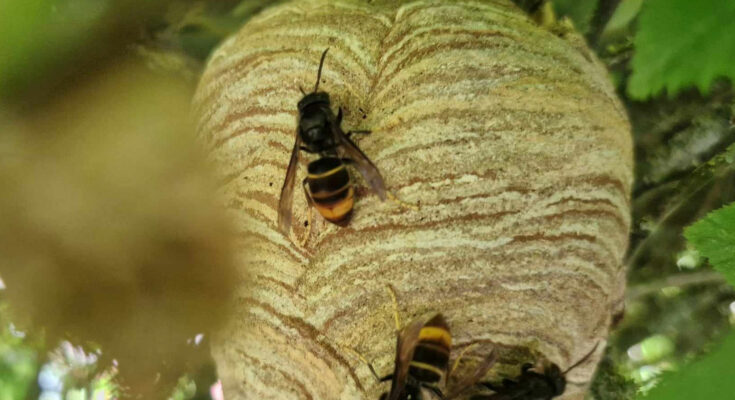 Frolon asiatique (Amance)